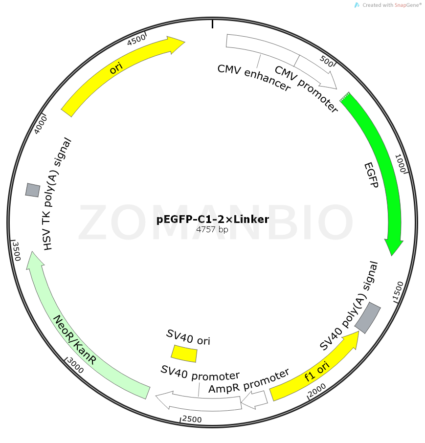 ZK2334pEGFP-C1-2×Linker.png